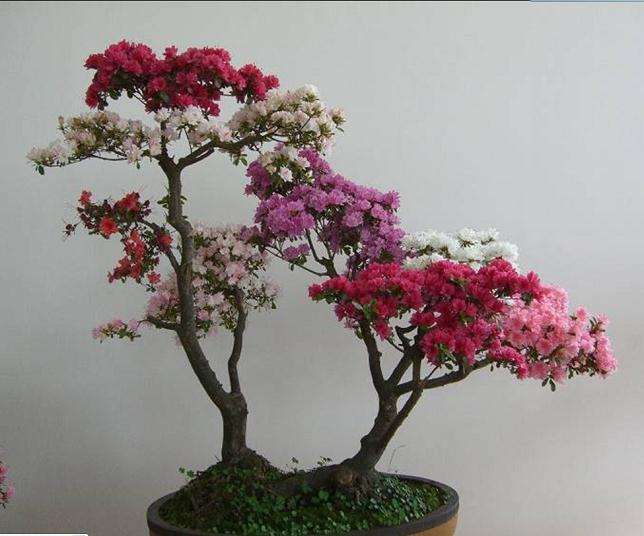 盆栽杜鹃花培育技术