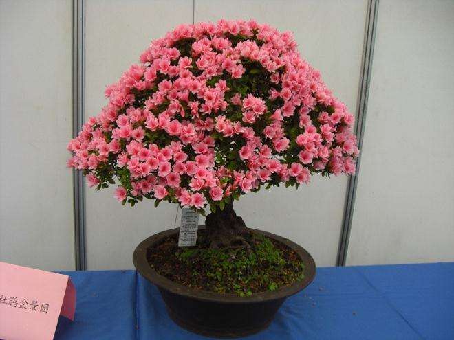 怎样养好盆栽杜鹃花?