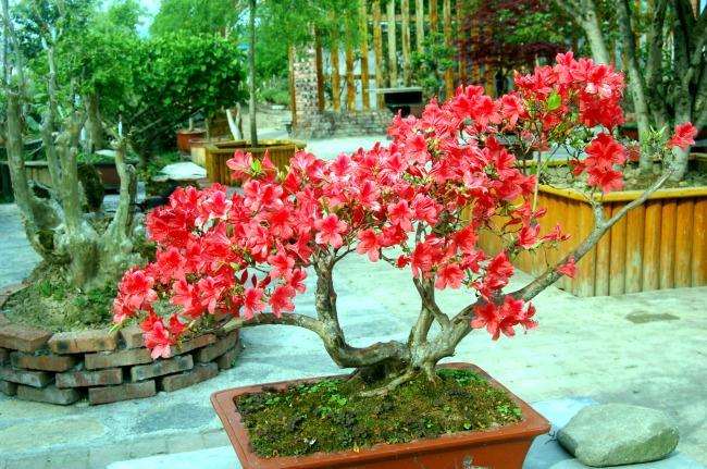 盆栽杜鹃花的养护方法