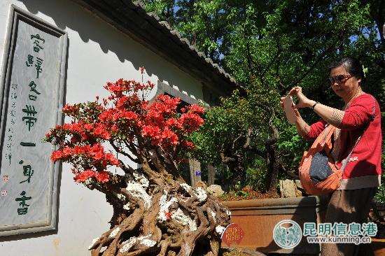 黑龙潭500岁高龄杜鹃花盆景盛开