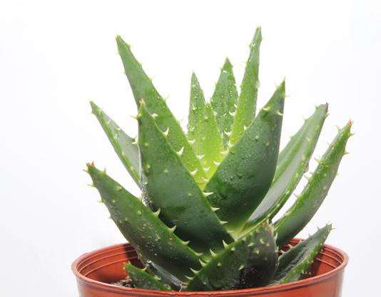 家庭盆栽芦的荟病害 要早预防