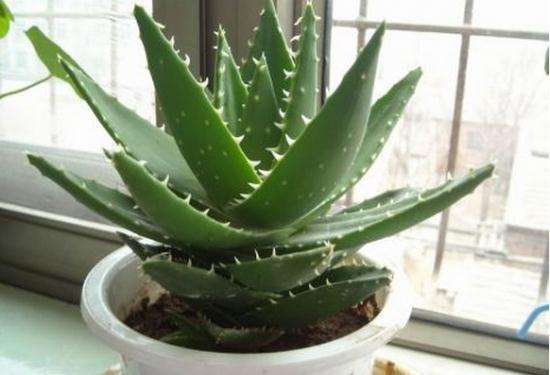 盆栽芦荟有五个地方要注意