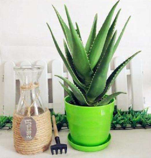 芦荟盆栽的快速繁殖技术