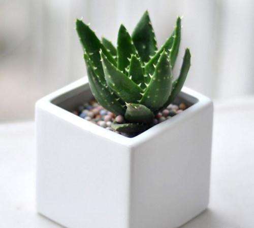 家庭盆栽芦荟的浇水法