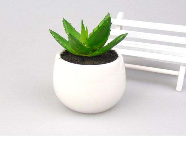 家庭盆栽芦荟的上盆和换盆