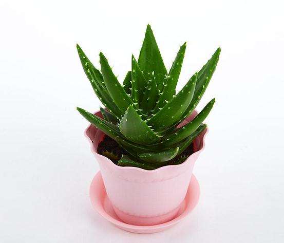 保健小常识:家庭盆栽芦荟益处多