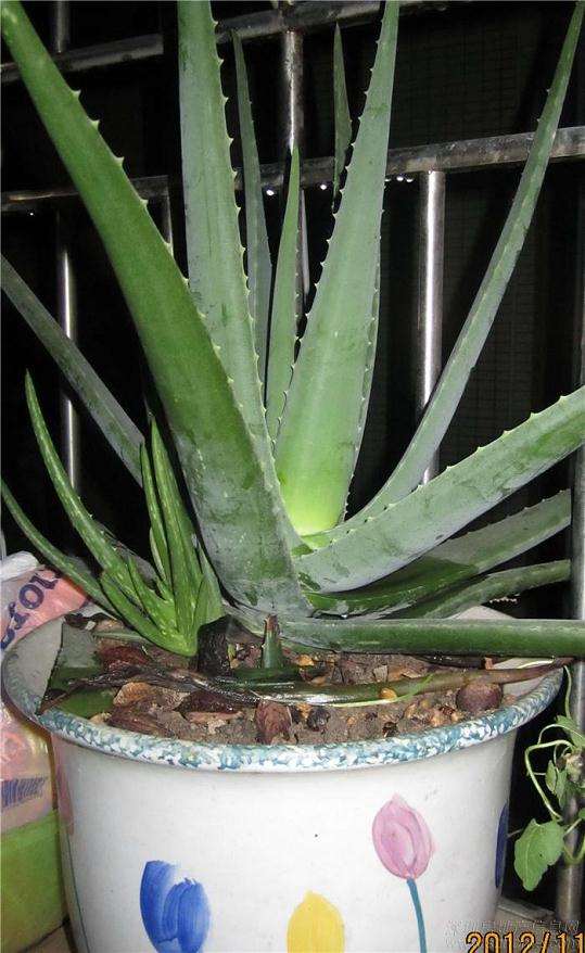 家庭盆栽芦荟的一些最基本知识