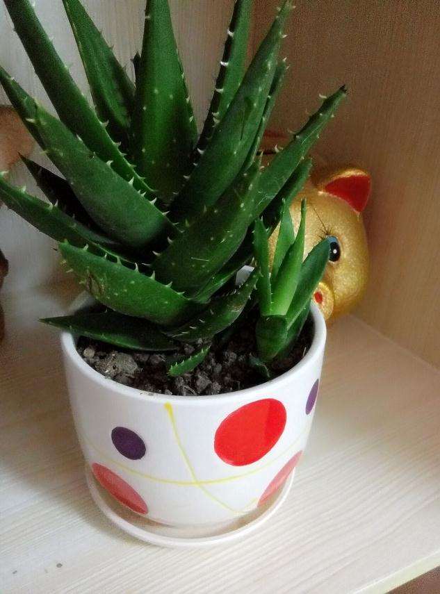 芦荟的盆栽方法与日常养护