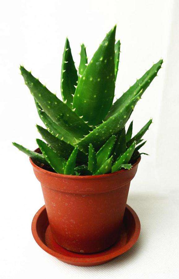 盆栽芦荟的家庭栽培技术
