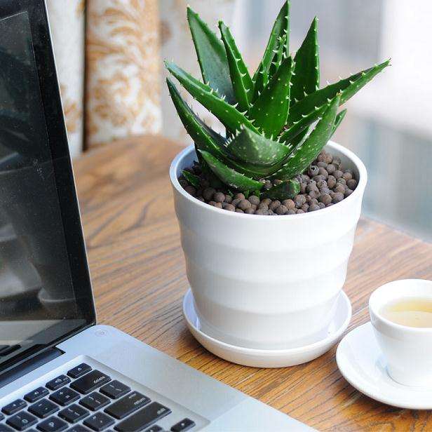 家庭盆栽芦荟有烧土消毒的方法