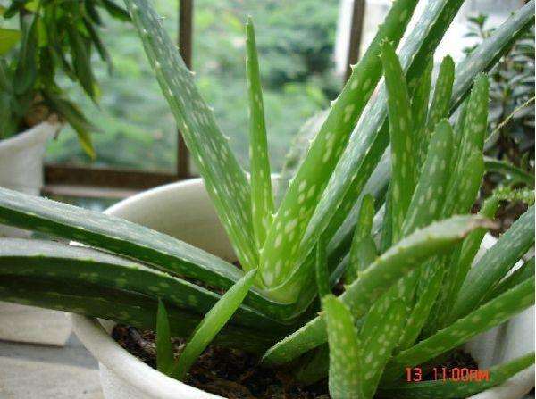 盆栽芦荟越冬时要补足光照