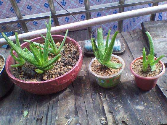 家庭盆栽芦荟的繁育方法