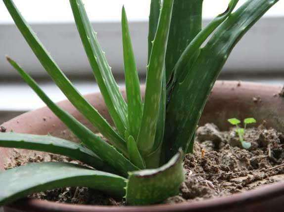家庭盆栽芦荟的常用基质