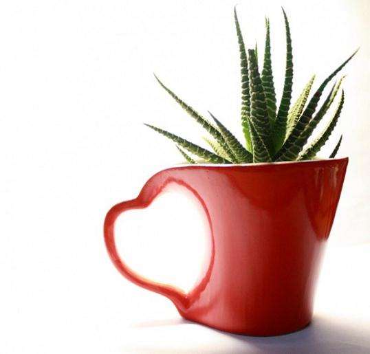 家庭盆栽芦荟要施肥得法