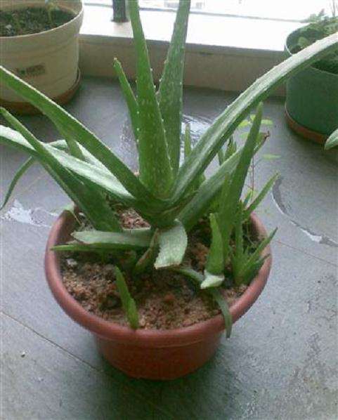 如何鉴别家庭盆栽芦荟优良品种?