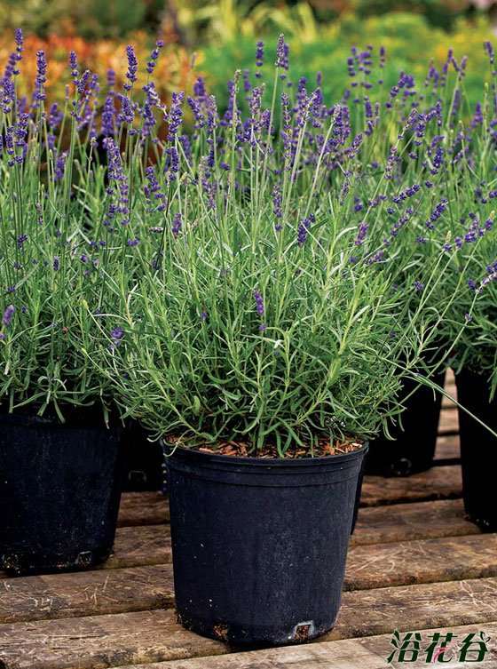 盆栽薰衣草的5个注意事项 要注意哦!