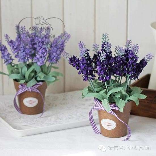 薰衣草盆栽的养护小技巧