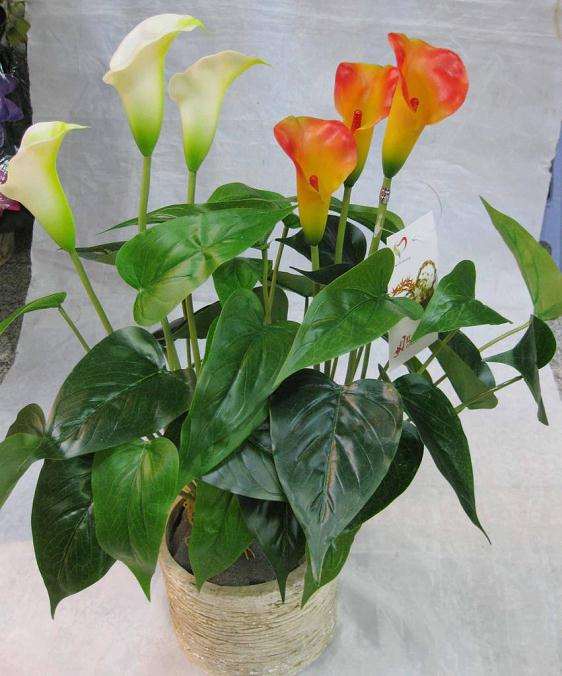 马蹄莲盆栽的管理技术