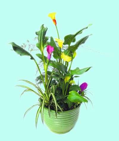 盆栽彩色马蹄莲(图)