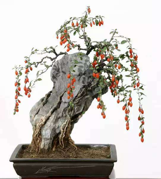 中草药盆景 养一盆才知道有多美