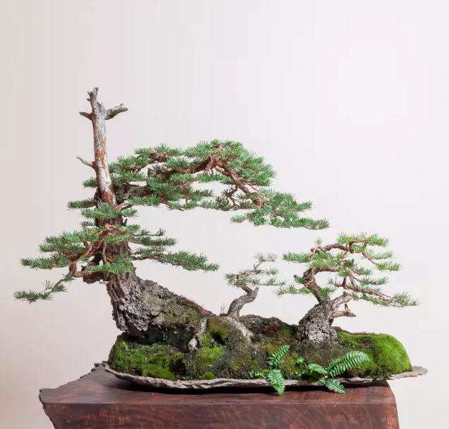 首届通海滇南盆景艺术节