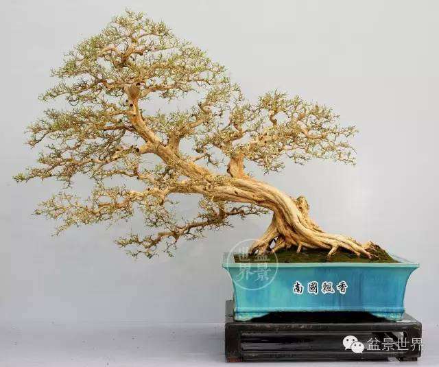 第九届中国盆景展览金奖作品全纪录