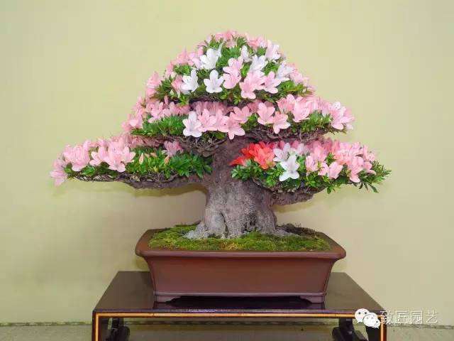 中国盆景大师赵福文