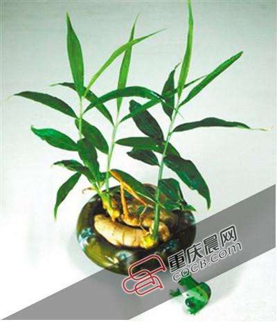 家庭生姜盆栽的4个方法