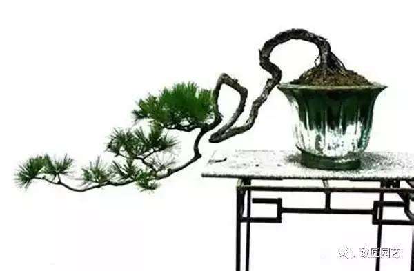 新手入门该如何挑选盆景素材?