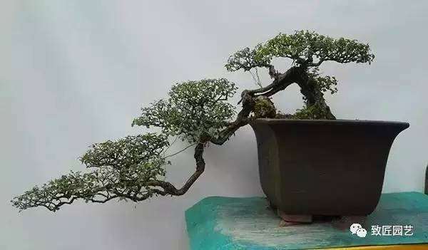 该如何挑选盆景素材的方法