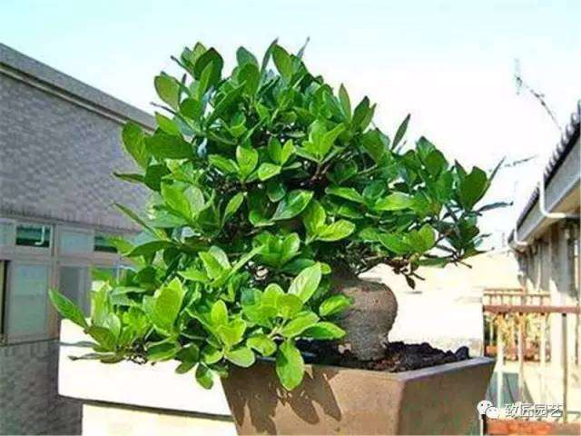 该如何挑选盆景素材的方法