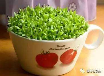 新的一年自己动手来做一个盆栽把,收获一片小森林,新的一年好运连连。