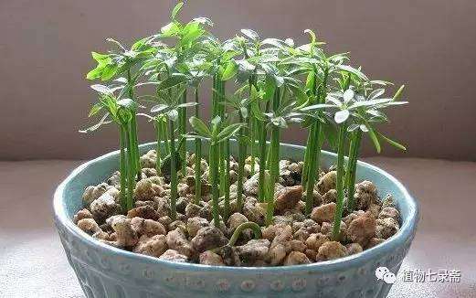 盆栽怎么发芽具体的8个方法 图片