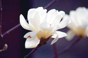 盆栽玉兰花长不好怎么办