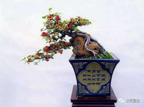 汕头盆景大师作品赏析 郑永泰 图片
