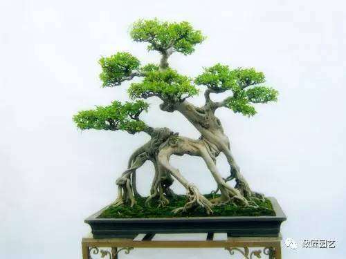 汕头盆景大师作品赏析 郑永泰 图片