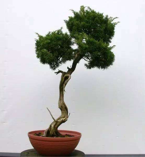 杜松盆景怎么制作舍利骨的方法