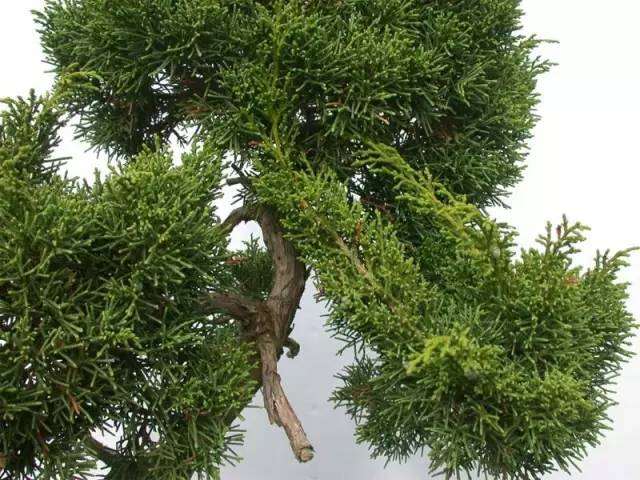 杜松盆景怎么制作舍利骨的方法