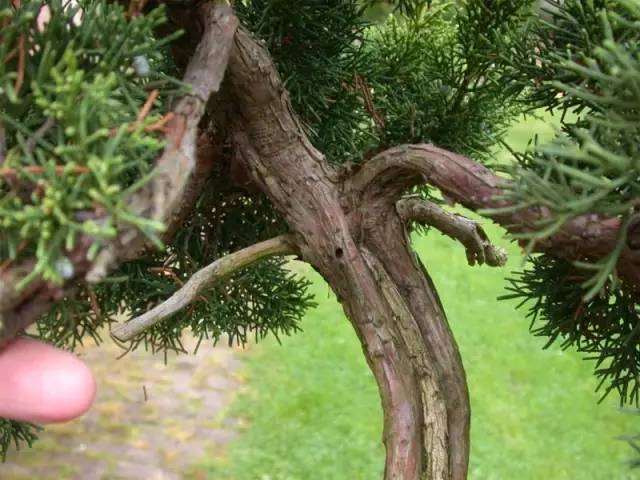 杜松盆景怎么制作舍利骨的方法