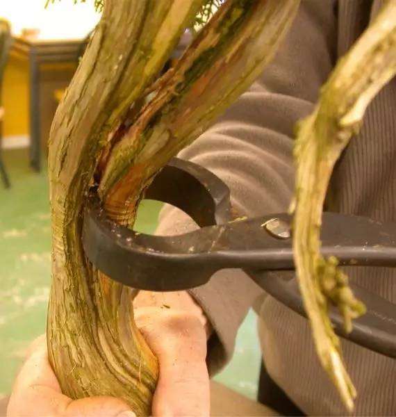 杜松盆景怎么制作舍利骨的方法