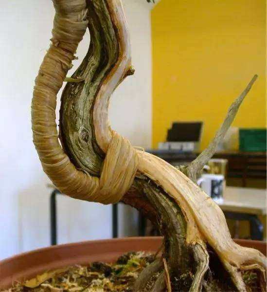 杜松盆景怎么制作舍利骨的方法