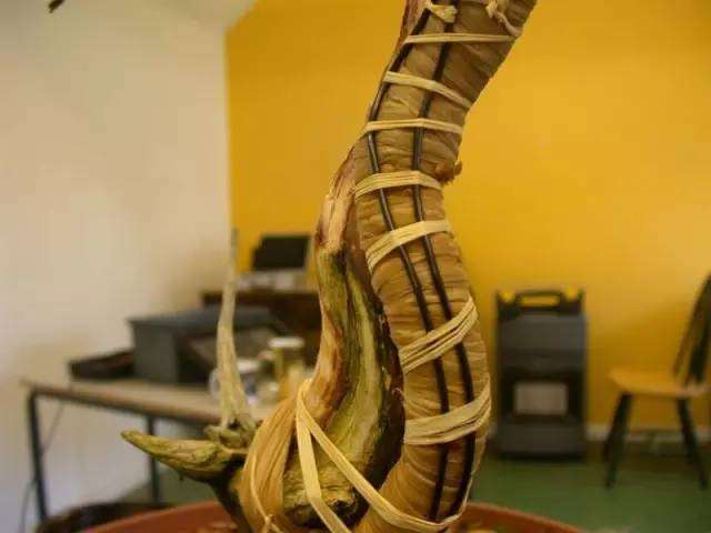 杜松盆景怎么制作舍利骨的方法