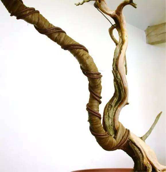 杜松盆景怎么制作舍利骨的方法