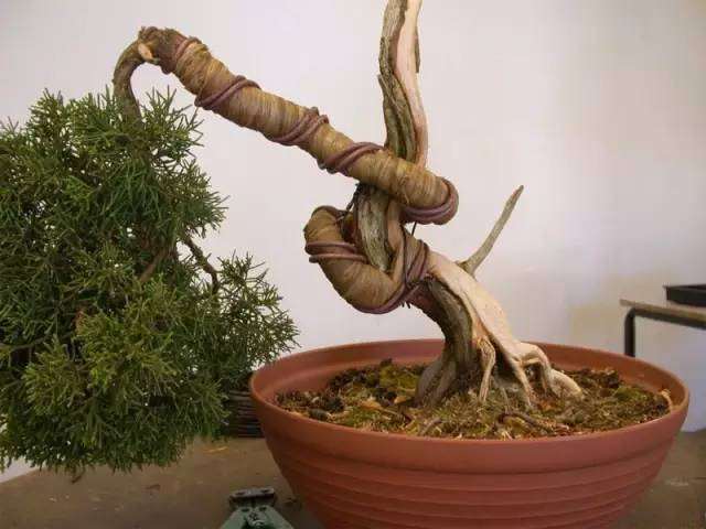 杜松盆景怎么制作舍利骨的方法