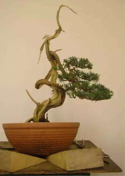 杜松盆景怎么制作舍利骨的方法