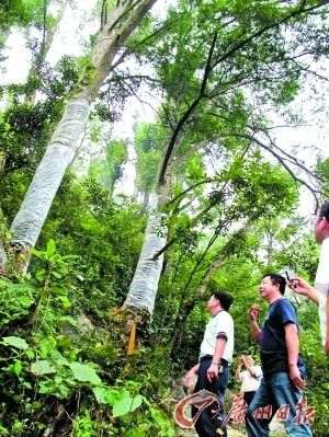 红豆杉经常被不法分子剥皮,有关人员为红豆杉疗伤。 大批珍稀红豆杉被剥皮偷伐 做成盆景茶台出售