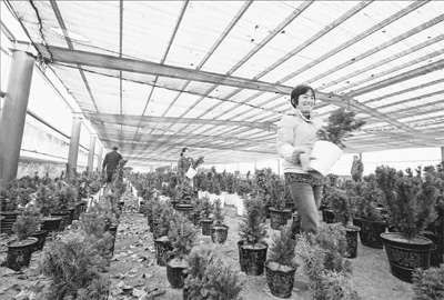 山东：广饶红豆杉盆景节前热销