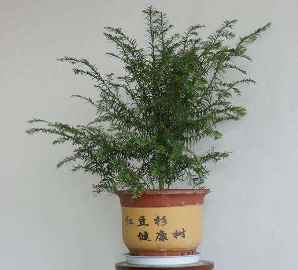 红豆杉盆景走俏新年花市 价格节节攀升