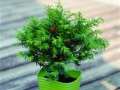 价格亲民 红豆杉盆景受宠