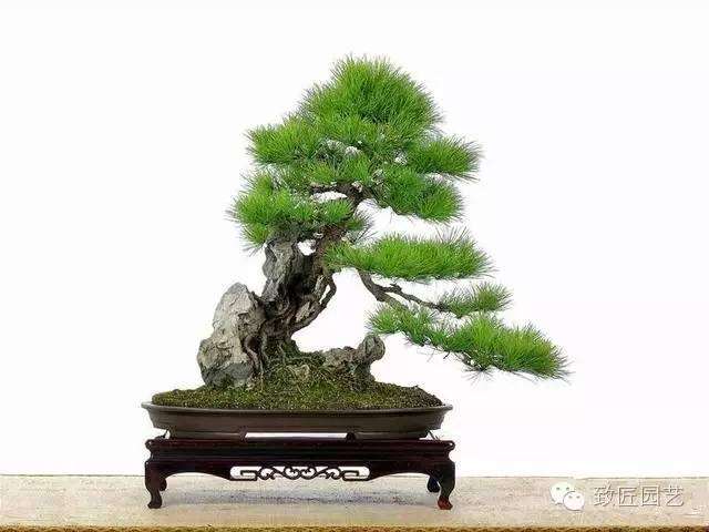 盆景艺术造型总论